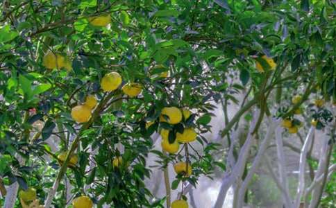 ��԰�����˽̰�