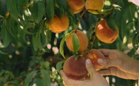 ����԰�����ˡ��̰�15ƪ