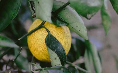 ��԰�����˽�ѧ���