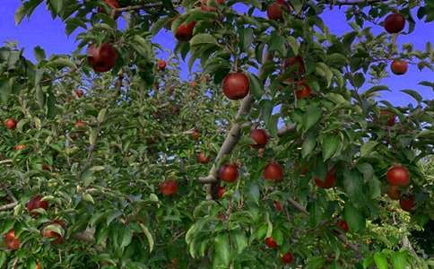 ����԰�����ˡ��̰�