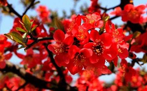 �������ĺ��Ļ��ֿ��˽�ѧ���