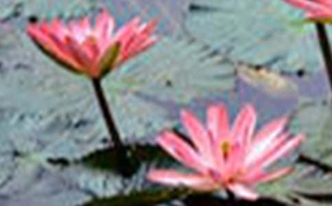 ���ɻ�����ѧ��˼(����15ƪ)