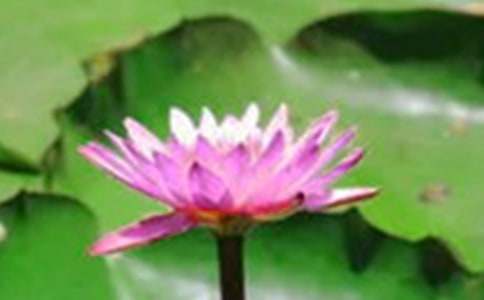 ���꼶�²ᡶ�ɻ�����ѧ���