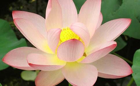 《荷花》教学反思范文(通用7篇)