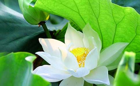 ���꼶�²ᡶ�ɻ�����ѧ��˼���ģ���ѡ5ƪ��