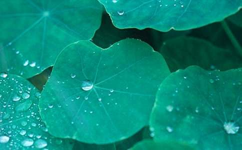 ���ں�ҶԲԲ�̰�