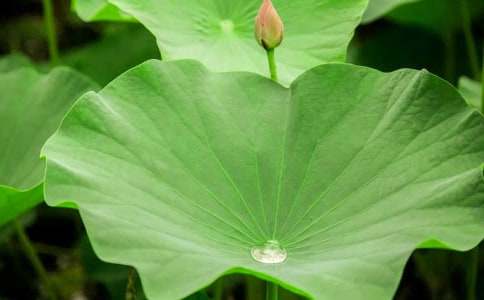 ����ҶԲԲ����ѧ��˼��ѡ[15ƪ]