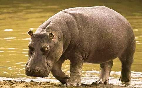 С����ѧ�����Խ̰����������ֵ�С������