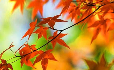 ����ɽ��Ҷ���̰�