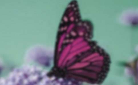 ��ëë����С�������̰�