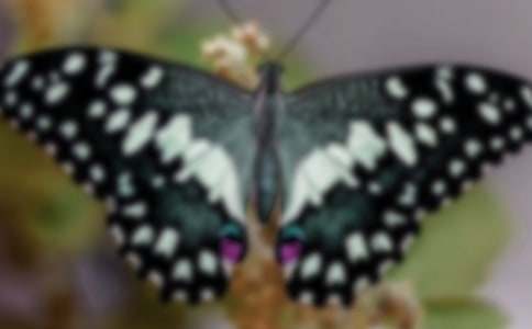 �������ĺ������а�̰�