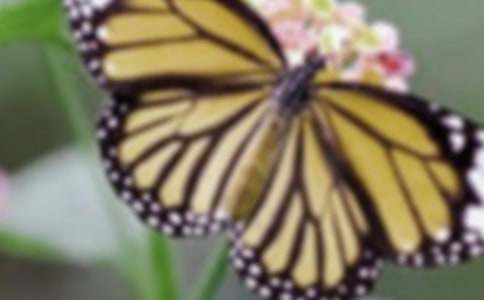 ����Զ�ĺ������̰�