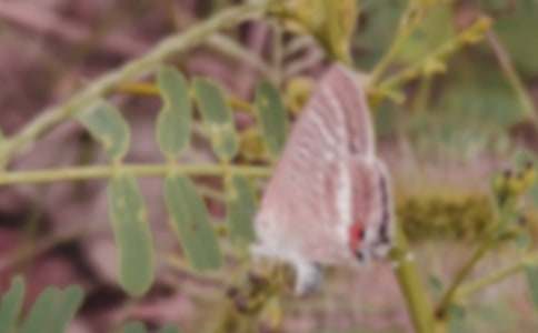 蝴蝶教案附反思