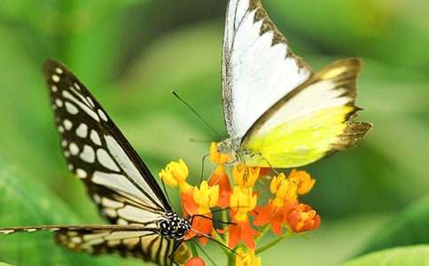 �а������ĺ����̰�