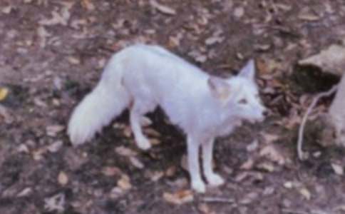 С������СѼ������ѧ���