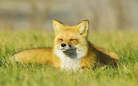 《狐狸和乌鸦》说课稿