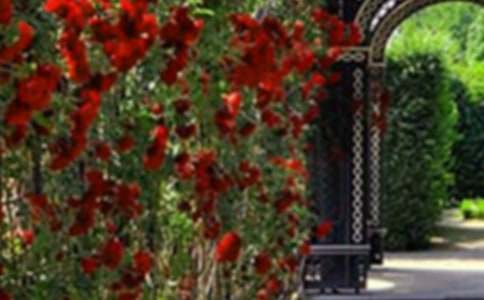 �����˵Ļ�԰���̰�