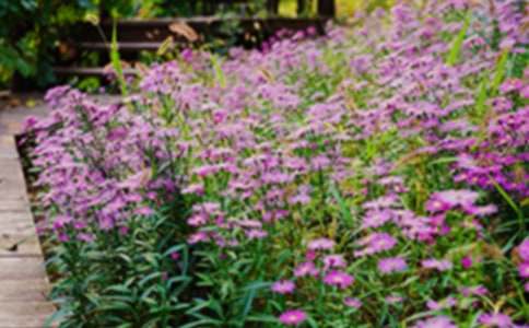 ���˵Ļ�԰��ѧ��˼����ѡ5ƪ��