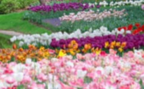 荒芜了的花园教案