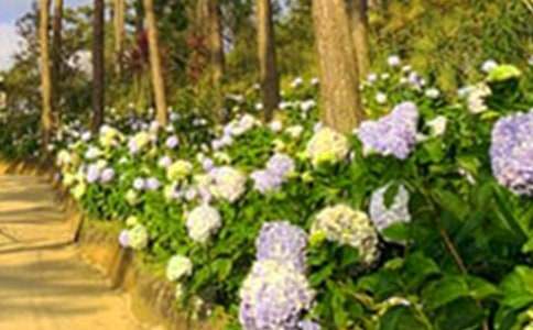 �����˵Ļ�԰����ѧ��˼(����15ƪ)