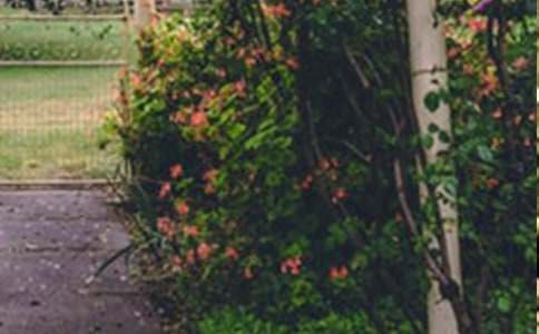 ���˵Ļ�԰�̰�����