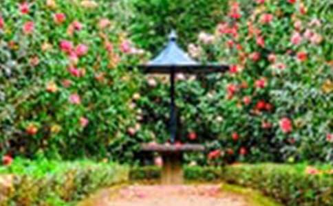 �����˵Ļ�԰����ѧ���(15ƪ)