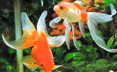 �����Ľ���̰�