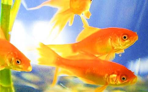 ����˵�θ�