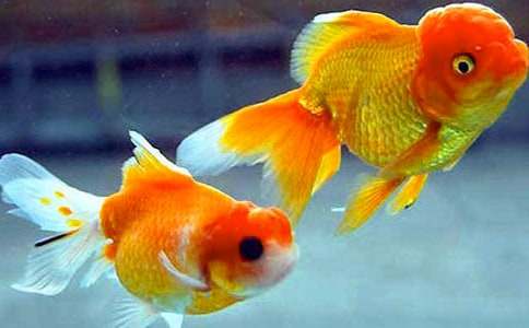 《绿色的金鱼》教学设计