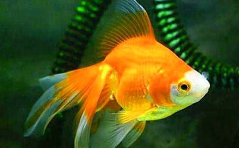 教案:金鱼