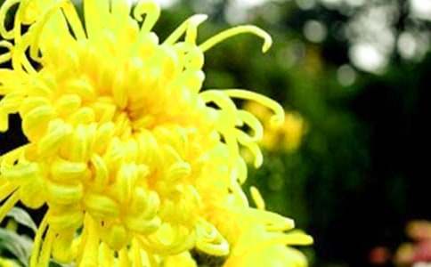 《看菊花》教案