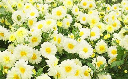 �ջ����ʿν̰�