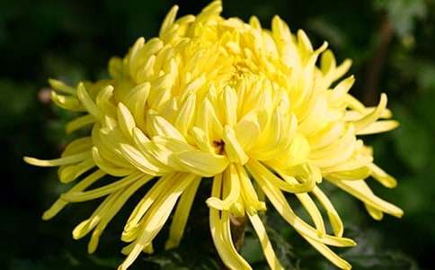 《看菊花》教案(通用21篇)