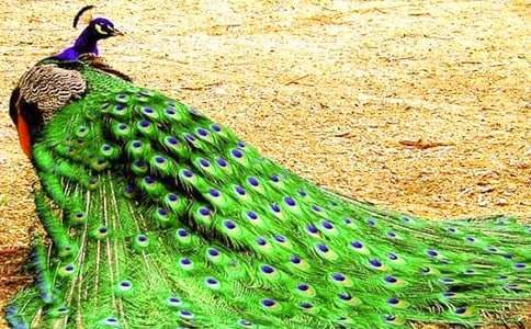 �����ȸ����������ѧ��˼15ƪ