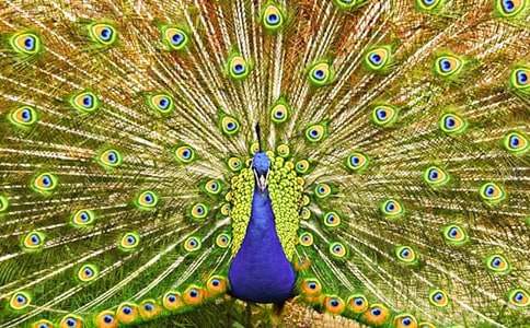 ���ȸ������˵�θ�