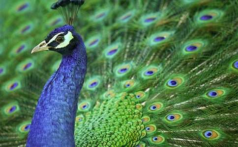 �а�̰��������Ŀ�ȸ������˼