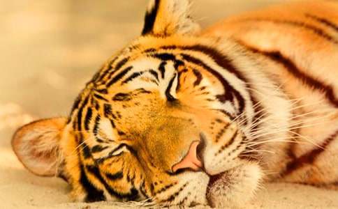 ���а����Խ�ѧ��ơ��������ϻ���