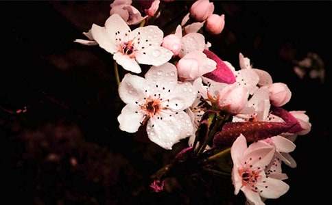 ���Ƽ�����·�滨��ѧ���9ƪ