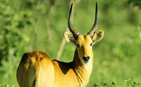 《谁跟小羚羊去避暑》教案