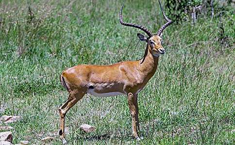 《羚羊木雕》教案