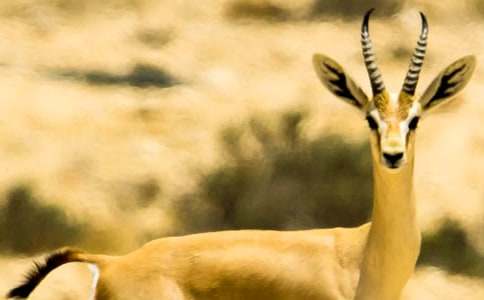 羚羊木雕教学反思(15篇)