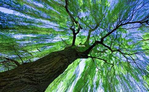 ���������ˡ��̰�