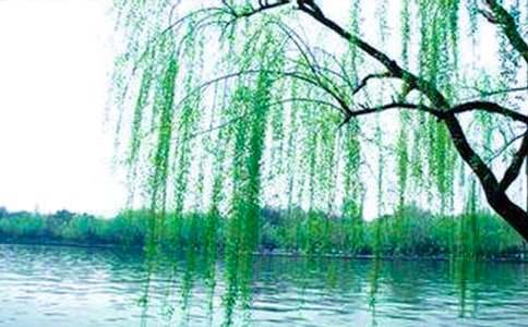 人教版一年级下《柳树醒了》教案