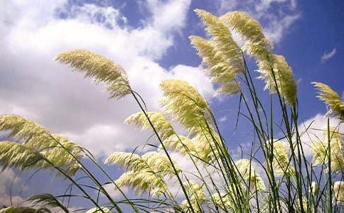 《故乡的芦苇》说课稿