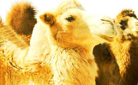 �����ս̰����Ļ����ƪ