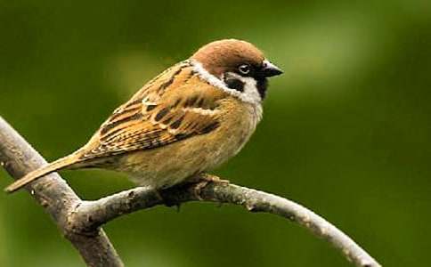 С��ȸ�Ľ�ѧ��˼