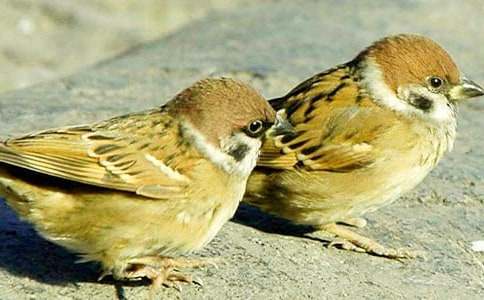 ��ȸ�������ѧ���