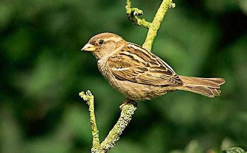 ������ȸ�Ľ�ѧ��˼�ϼ�9ƪ