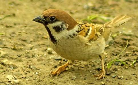 ��ȸ���꼶��ѧ��˼���ģ���ѡ11ƪ��