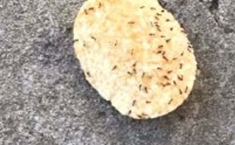 小班健康教案:蚂蚁小兵教案及教学反思